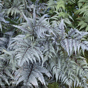 Fern, Japanese Painted Lady #1